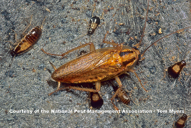 PestWorld.org
