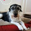 Get Pet Meds at Walgreens #WalgreensRx #shop #cbias