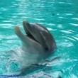 How to Enjoy SeaWorld With Little Kids #VisitSA