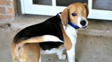 5 Tips for Managing Multiple Dogs + Enter to WIN $1000