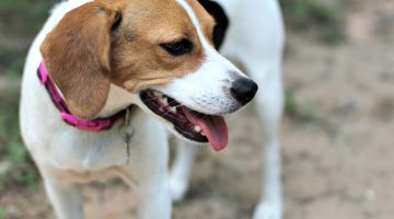 How to Make a Feral Dog Feel Loved and Safe