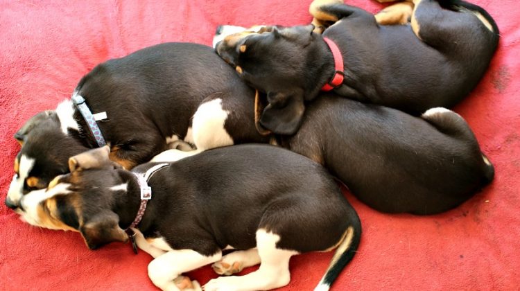 Spring Cleaning Tips that Work Even With Four Puppies in the House