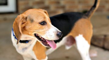 Are all Fillers in Dog Food a Bad Thing? One Eyed Jack Wanted to Know