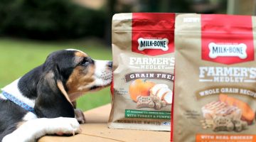 Why I Decided to Foster Puppies With Four Dogs of my Own