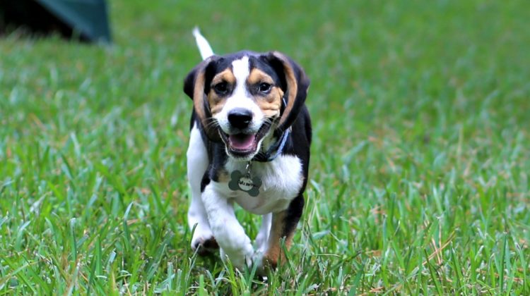 How Fostering Four Beagle Puppies is Teaching me to Let Go
