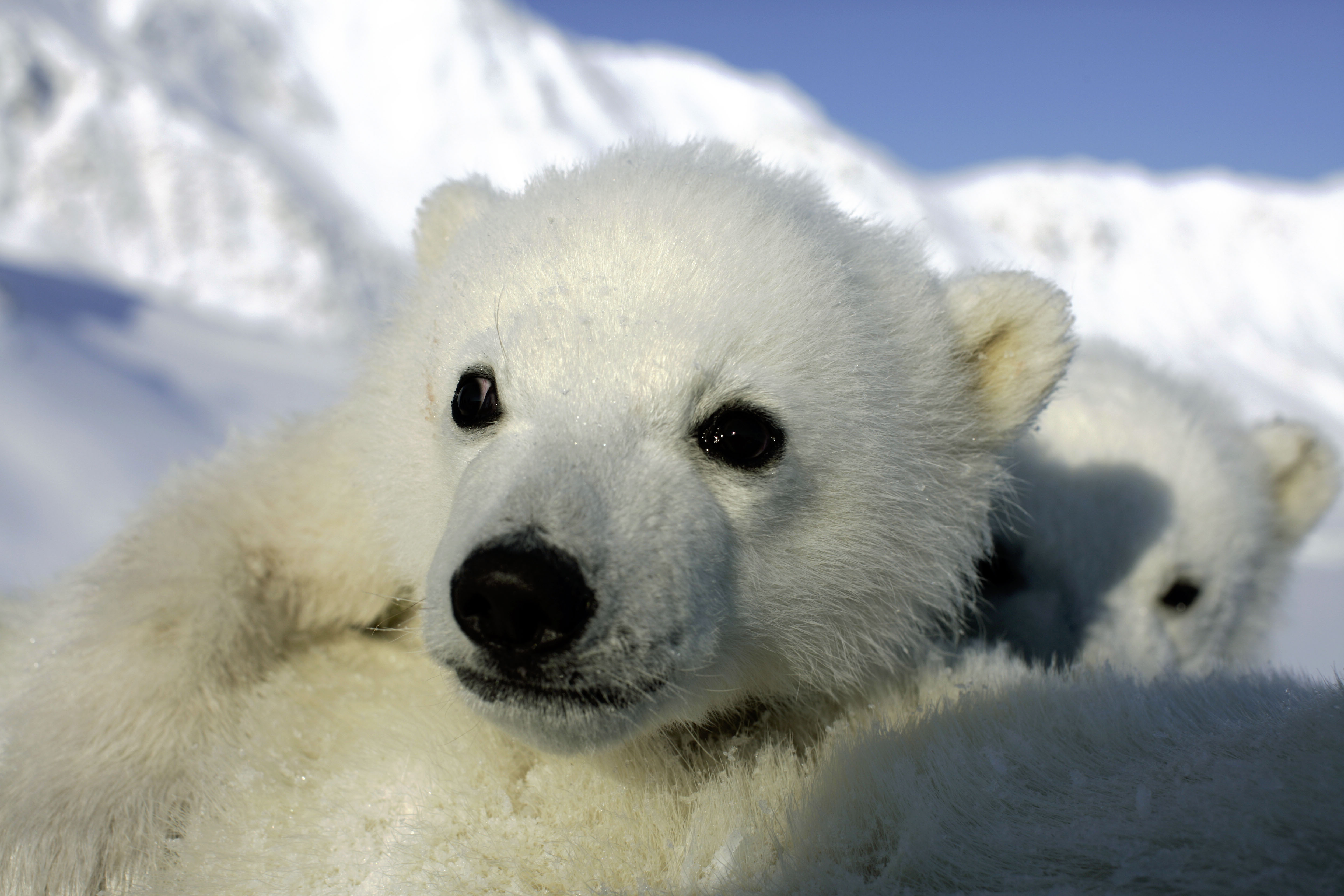 Polar Bear Cubs Svalbard Norway A Day In Motherhood