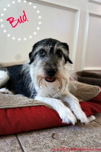 Get Pet Meds at Walgreens #WalgreensRx #shop #cbias