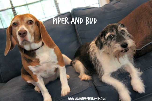 October is Pet Adoption Month - Meet my Adoptee and Help Pedigree Donate Meals for Shelter Pets #PedigreeGives #shop #cbias