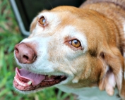 Because #pamperedPiper is family, she deserves the best I can find. Purina ProPlan Savor is always a great choice!