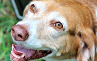 Because #pamperedPiper is family, she deserves the best I can find. Purina ProPlan Savor is always a great choice!