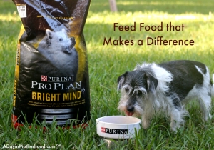 Feed them BRIGHT MIND Adult 7+ to give them what they need.