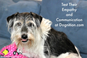 Dognition.com lets you test your dog. BRIGHT MIND Aduly 7+ info too!