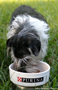 Older dogs love Purina BRIGHT MIND Adult 7+.