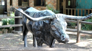 Even the cattle get a shout out when talking about why Texas is Home.