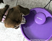 PetSafe keeps pets hydrated. ad
