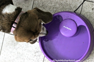PetSafe keeps pets hydrated. ad
