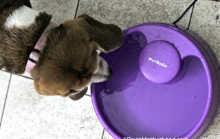 PetSafe keeps pets hydrated. ad