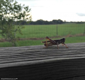 Life is overwhelming, sometimes watching a simple grasshopper can bring you back.
