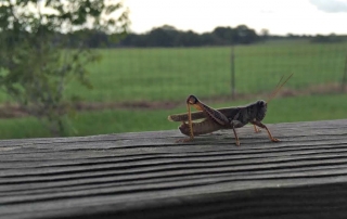 Life is overwhelming, sometimes watching a simple grasshopper can bring you back.