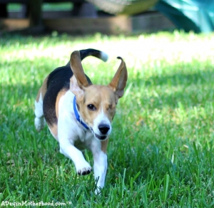 Jack is very active so Purina Just Right took that into consideration when making his blend. #DogsofJustRight ad