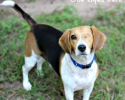 Purina Just Right is a custom dog food just for your pup! Just order online! #DogsofJustRight ad