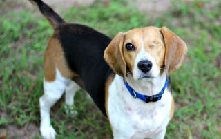 Purina Just Right is a custom dog food just for your pup! Just order online! #DogsofJustRight ad