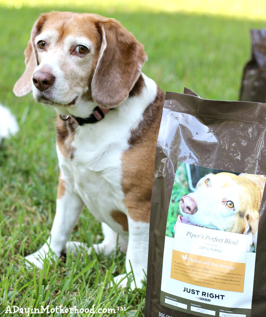 Piper loves her Purina Just Right Blend that I ordered just for her! #DogsofJustRight ad