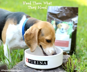 One Eyed Jack gobbled up his Purina Just Right blend! #DogsofJustRight ad
