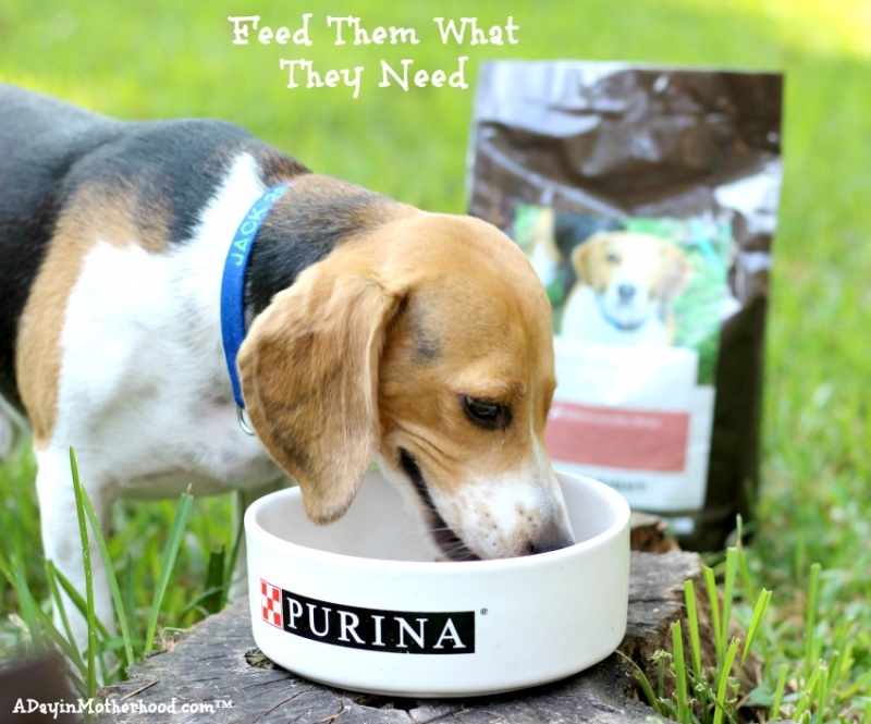 One Eyed Jack Has His Own Dog Food from Purina Just Right