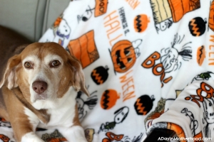 My Beagle things the Peanuts Halloween blanket is for her!