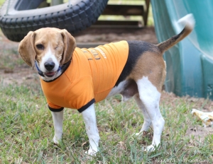 Feed them a personalized dog food as unique as they are