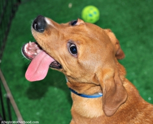 The puppy and Kitten booth offered love and pets at the Purina Better With Pets Summit