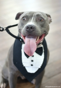 Pets are the number one topic at the Purina Better With Pets Summit