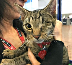 Cats and dogs benefit from the research and advancements talked about at the Purina Better with Pets Summit
