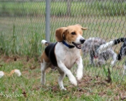 Giving thanks for my dogs who entertain me and love me all year long