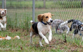 Giving thanks for my dogs who entertain me and love me all year long