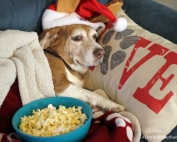Time to take in The Secret Life of Pets on DVD