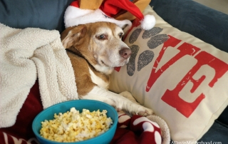 Time to take in The Secret Life of Pets on DVD