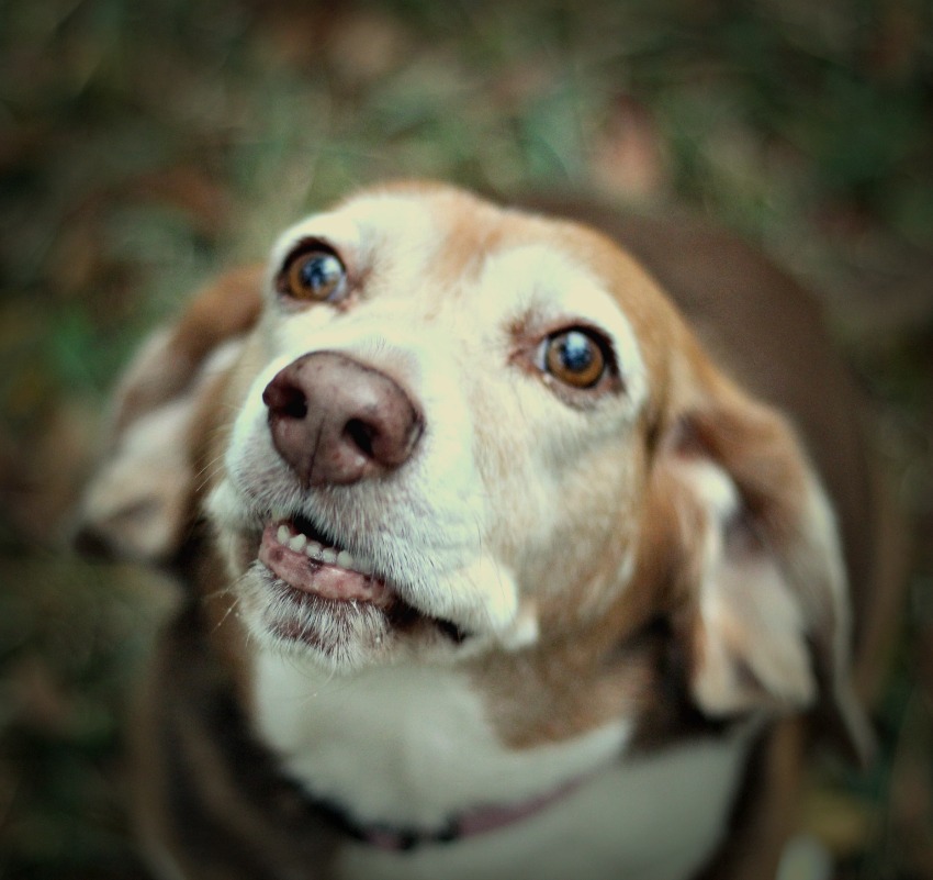 Piper will be curled up watching Finding Fido on Z Living too!