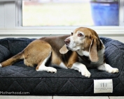 Orthopedic Dog Bed from Brentwood Home is beautiful and functional