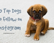 Check out these 10 Top Dogs to follow on Instagram