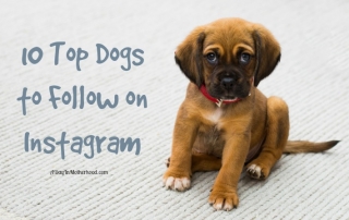 Check out these 10 Top Dogs to follow on Instagram