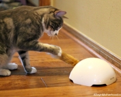 Automatic Cat Toys like Fox Den and Multi Laser are great for cats