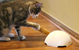 Automatic Cat Toys like Fox Den and Multi Laser are great for cats