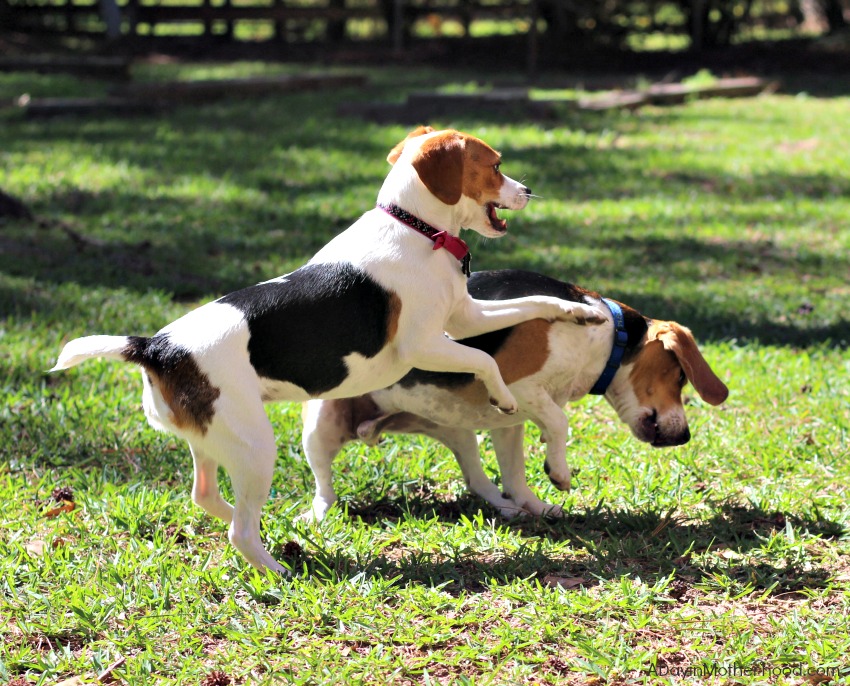 Jack and Joy need energy. Just Right by Purina gives that to them!