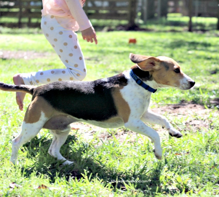Jack is BACK as a Just Right by Purina Dog & He Could Not be Happier
