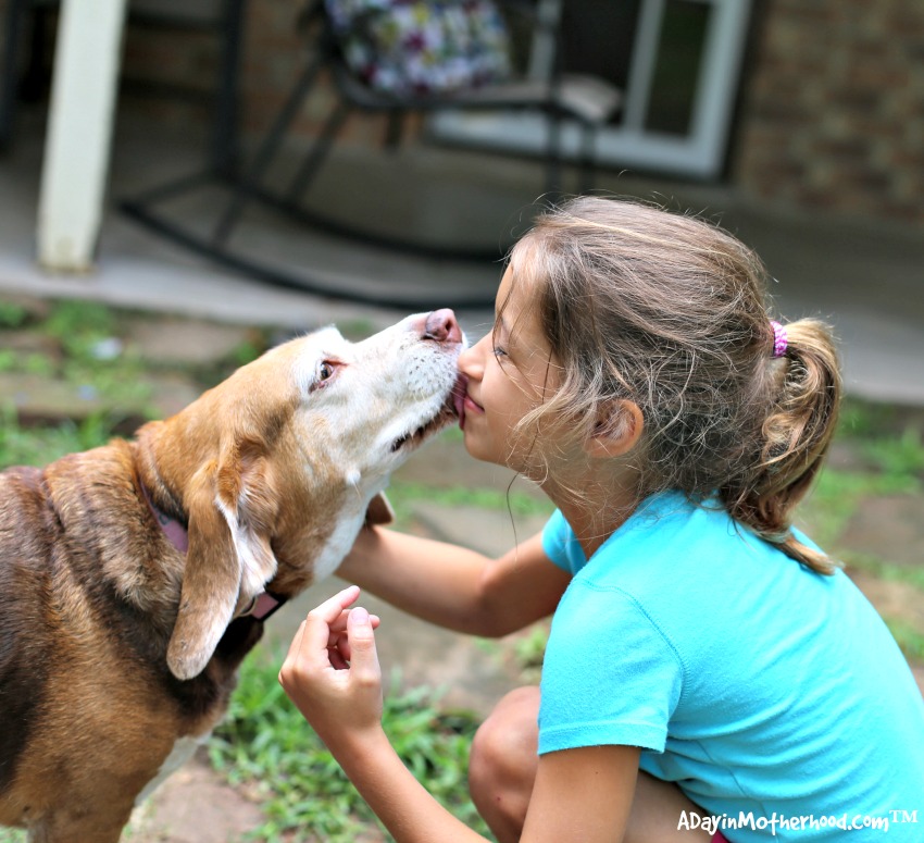 3 Way to Give Back to the Pets that Give Us So Much by giving them love