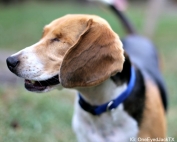 Answering Questions About Dog Behavior: Why Does he Stand Right ON Me?