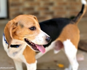 Are all Fillers in Dog Food a Bad Thing? One Eyed Jack Wanted to Know