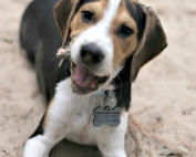 How Fostering Four Beagle Puppies is Teaching me to Let Go like Percy